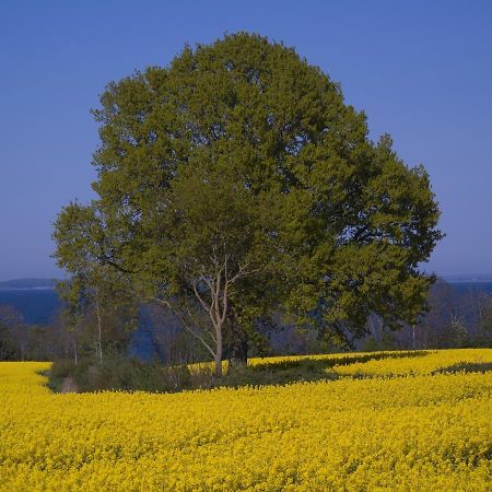 Fewo Muschel Glucksburg Bagian luar foto